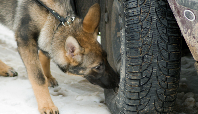 drug dog sniffing a tire